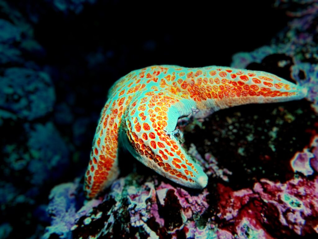 Sea star at Point Lobos.