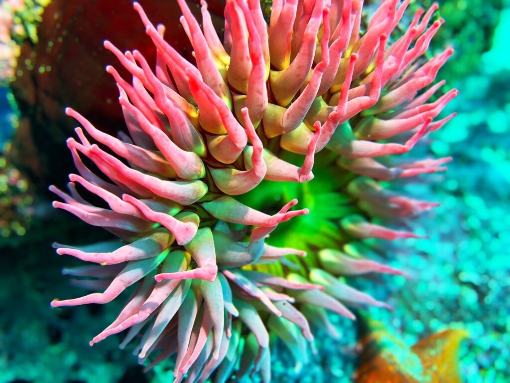 Anemone at Point Lobos. Photo by Ken Carter.