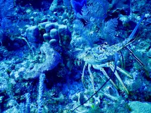 cayman-lobster.jpg