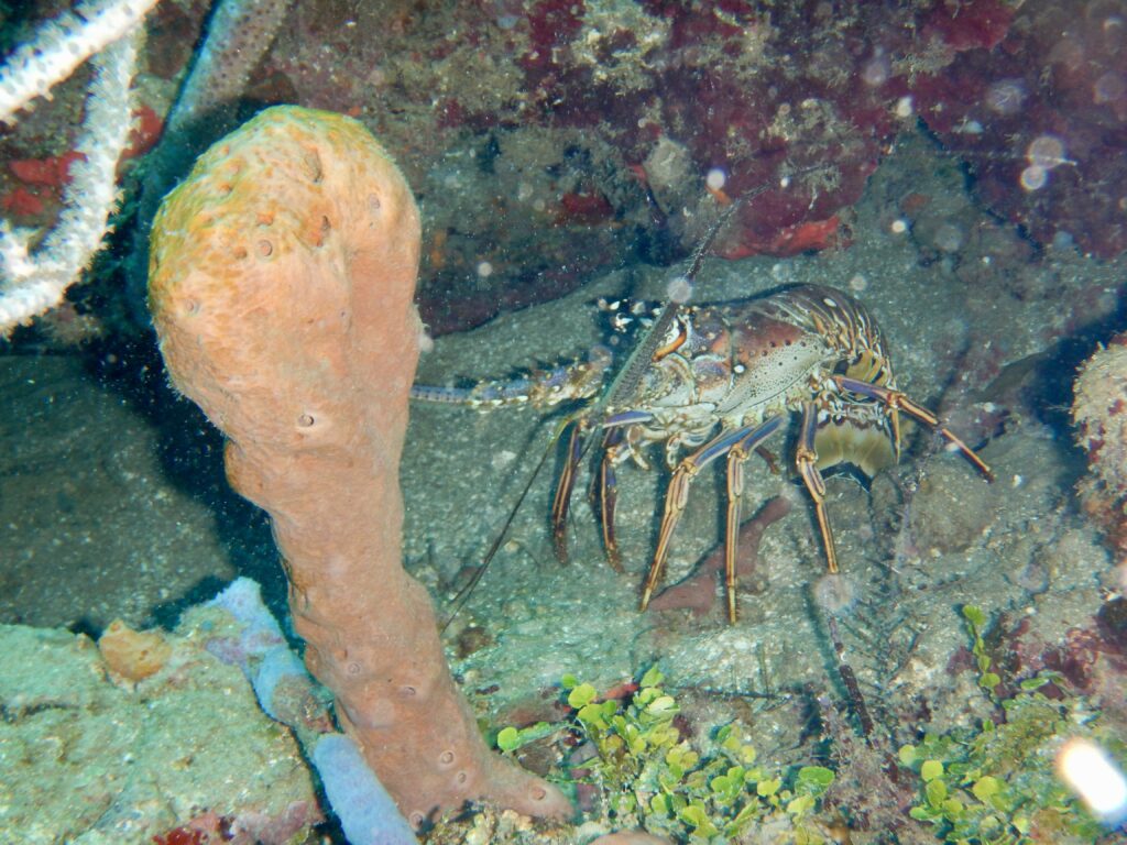 This spiny lobster was one of many hiding in a coral crevice.