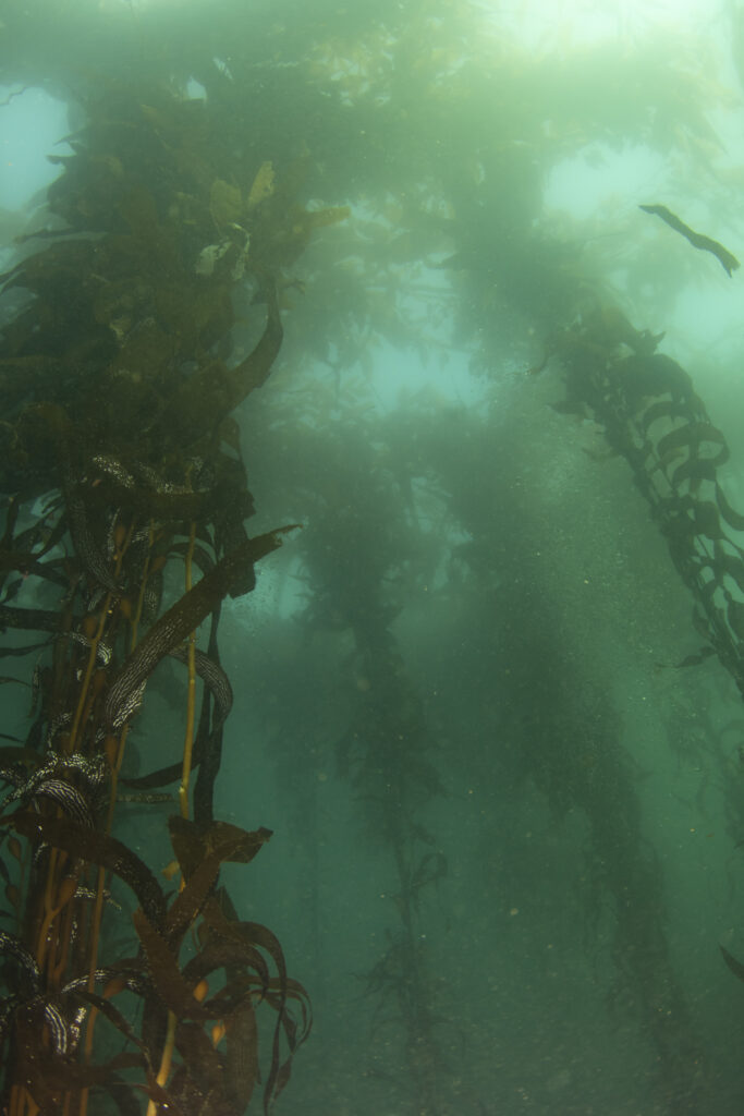 Looking up at the kelp forest. Photo by John Lewis.