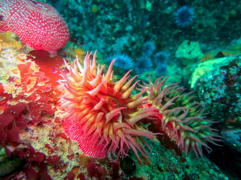 Monterey Anemone. Photo by Barbara Wambach.