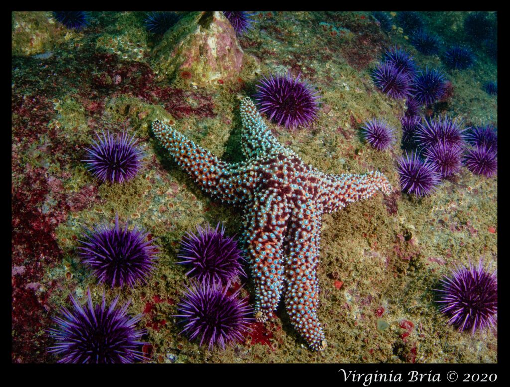 Starfish and Urchins. Photo by Virginia Bria.