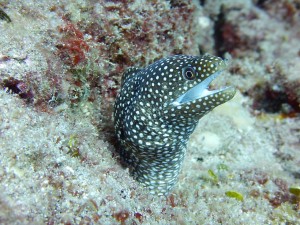 spotted-moray